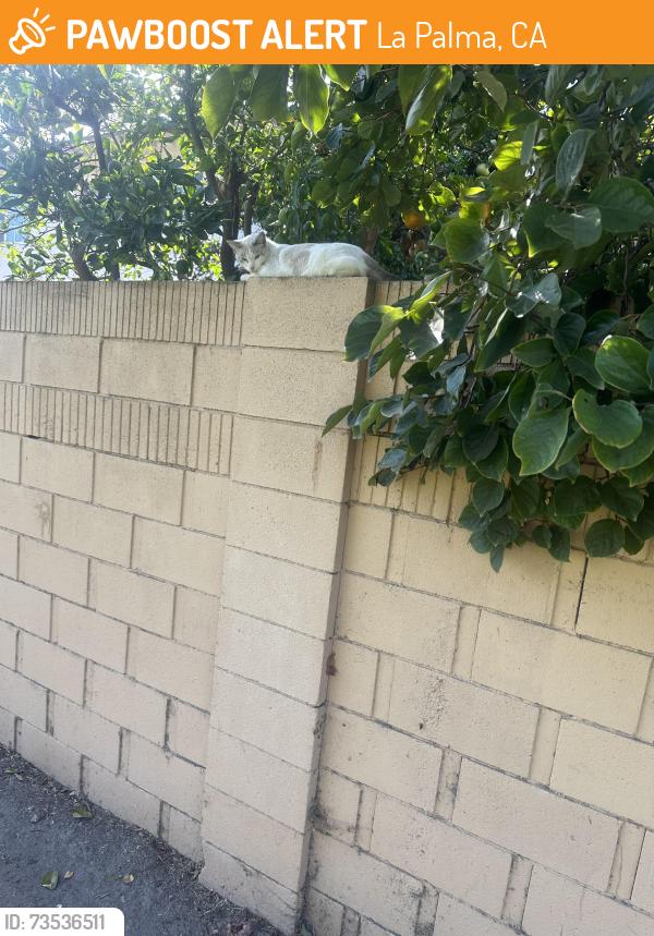 Found/Stray Unknown Cat last seen Between Furman Rd La Palma and valley View st Buena Park inside the green belt park, La Palma, CA 90623