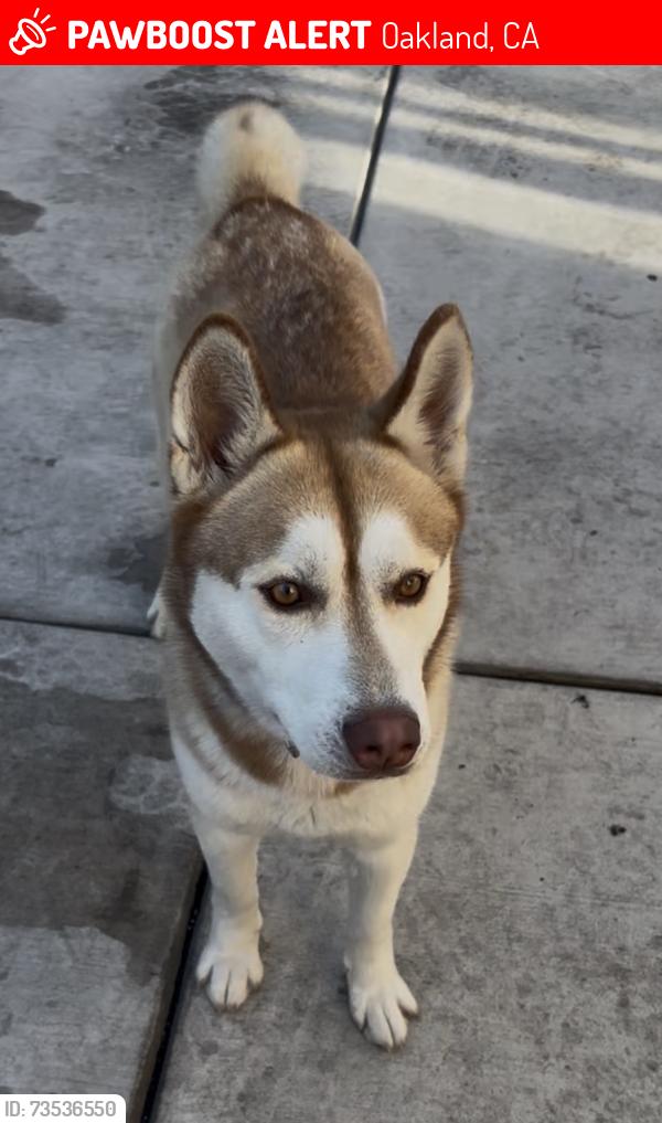 Lost Female Dog last seen International blvd, Oakland, CA 94621