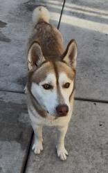 Lost Female Dog last seen International blvd, Oakland, CA 94621