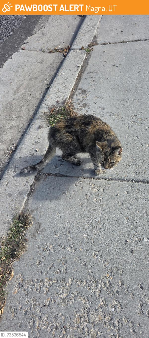 Found/Stray Female Cat last seen Near, Magna, UT 84044