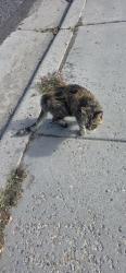Found/Stray Female Cat last seen Near, Magna, UT 84044