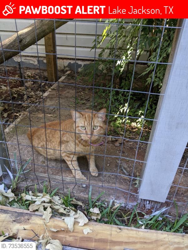Lost Male Cat last seen Yaupon, Lake Jackson, TX 77566