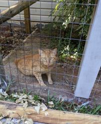Lost Male Cat last seen Yaupon, Lake Jackson, TX 77566