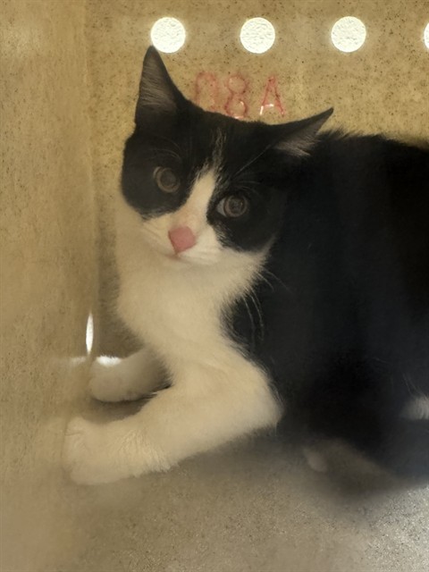 Shelter Stray Unknown Cat last seen Near BLOCK W KATHLEEN AVE, 4522 W 3500 S, West Valley City, UT 84120, USA