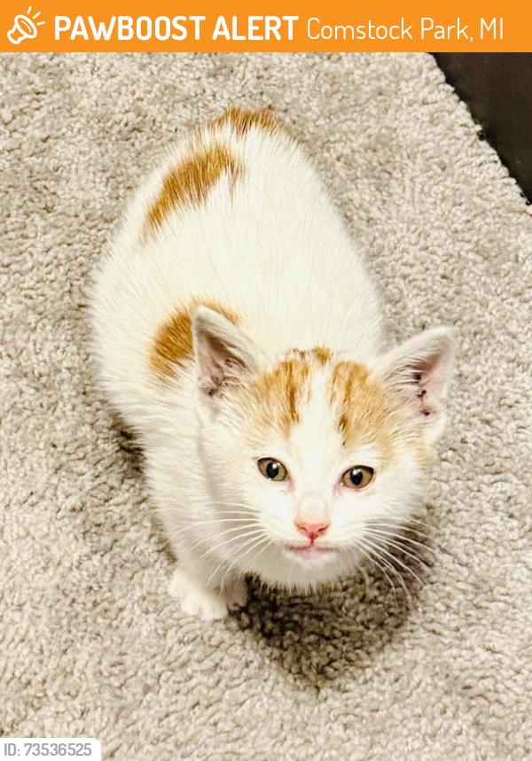 Found/Stray Unknown Cat last seen Nicholas in Alpine Mobile Village, Comstock Park, MI 49321