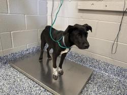Shelter Stray Male Dog last seen Near BLOCK MONROE ST, INDIO CA 92201, 72050 Pet Land Pl, Thousand Palms, CA 92276, USA