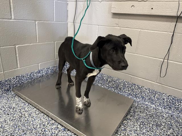 Shelter Stray Male Dog last seen Near BLOCK MONROE ST, INDIO CA 92201, 72050 Pet Land Pl, Thousand Palms, CA 92276, USA