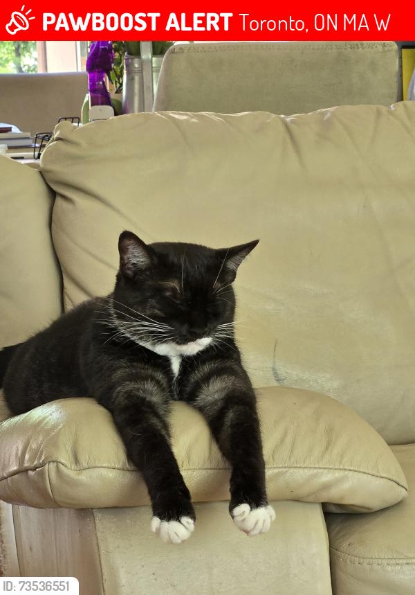 Lost Female Cat last seen Victoria park and elsmere, Toronto, ON M3A 2W8