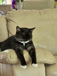 Lost Female Cat last seen Victoria park and elsmere, Toronto, ON M3A 2W8
