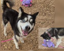 Shelter Stray Male Dog last seen Near BLOCK CATALINA, 11800 Sunset Gardens Rd SW, Albuquerque, NM 87121, USA