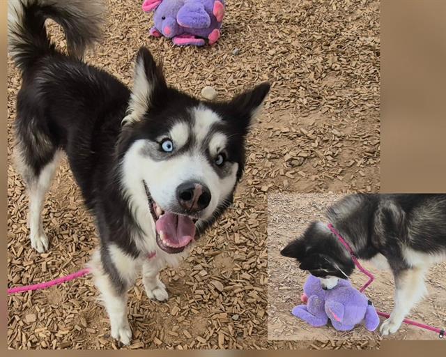 Shelter Stray Male Dog last seen Near BLOCK CATALINA, 11800 Sunset Gardens Rd SW, Albuquerque, NM 87121, USA