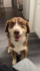 Reunited Female Dog last seen Argo & Howard, Citrus Springs, FL 34434