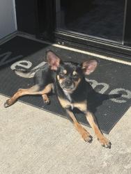Reunited Male Dog last seen Near 31st Ave. NE, Lacey, WA 98516, USA, Lacey, WA 98516