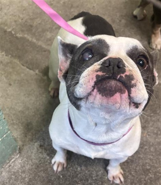 Shelter Stray Female Dog last seen BROOKFIELD DR & VALLEY WIND WAY, 2127 Front St, Sacramento, CA 95818, USA