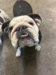 Shelter Stray Female Dog last seen BROOKFIELD DR & VALLEY WIND WAY, 2127 Front St, Sacramento, CA 95818, USA