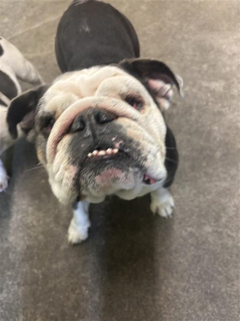 Shelter Stray Female Dog last seen BROOKFIELD DR & VALLEY WIND WAY, 2127 Front St, Sacramento, CA 95818, USA