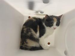 Shelter Stray Female Cat last seen Near BLOCK S 8TH ST, 3839 W Burnham St, West Milwaukee, WI 53215, USA