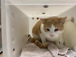 Shelter Stray Male Cat last seen Near BLOCK W GLENDALE AVE, 3839 W Burnham St, West Milwaukee, WI 53215, USA