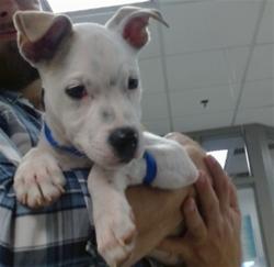 Shelter Stray Male Dog last seen NE 23RD/I-35, 2811 SE 29th St, Oklahoma City, OK 73129, USA