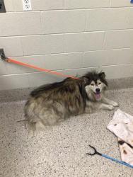 Shelter Stray Female Dog last seen Near BLOCK HIGHWAY 2, 12155 Park Blvd, Brighton, CO 80601, USA