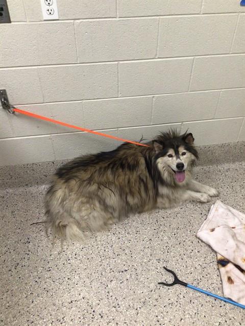 Shelter Stray Female Dog last seen Near BLOCK HIGHWAY 2, 12155 Park Blvd, Brighton, CO 80601, USA