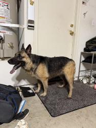 Reunited Unknown Dog last seen ashlan & temperance, Clovis, CA 93611