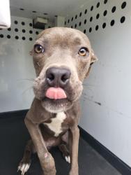 Shelter Stray Female Dog last seen Near BLK NEW ZEALAND DR, BAKERSFIELD CA, 201 S Mt Vernon Ave, Bakersfield, CA 93307, USA