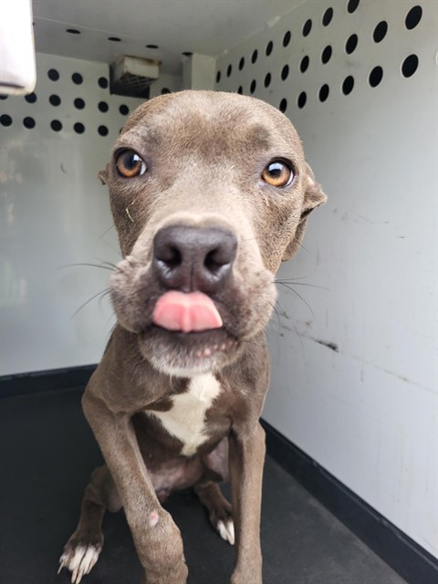 Shelter Stray Female Dog last seen Near BLK NEW ZEALAND DR, BAKERSFIELD CA, 201 S Mt Vernon Ave, Bakersfield, CA 93307, USA
