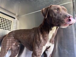 Shelter Stray Male Dog last seen Near BLOCK NW 17TH ST, OKLAHOMA CITY OK 73107, 2811 SE 29th St, Oklahoma City, OK 73129, USA