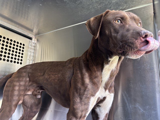 Shelter Stray Male Dog last seen Near BLOCK NW 17TH ST, OKLAHOMA CITY OK 73107, 2811 SE 29th St, Oklahoma City, OK 73129, USA