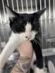 Shelter Stray Male Cat last seen , 333 Chandler Pl, San Bernardino, CA 92408, USA