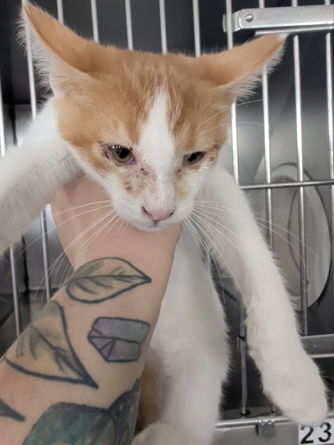 Shelter Stray Male Cat last seen , 333 Chandler Pl, San Bernardino, CA 92408, USA
