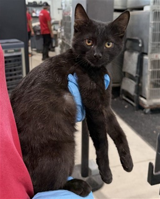 Shelter Stray Male Cat last seen , 333 Chandler Pl, San Bernardino, CA 92408, USA