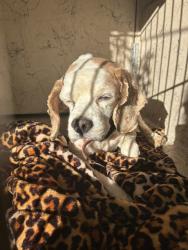 Shelter Stray Male Dog last seen Near BLOCK 3RD STREET RD, 3528 Newburg Rd, Louisville, KY 40218, USA