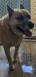 Shelter Stray Female Dog last seen , 333 Chandler Pl, San Bernardino, CA 92408, USA