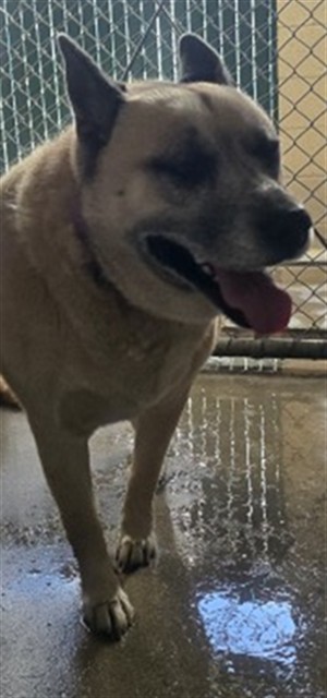 Shelter Stray Female Dog last seen , 333 Chandler Pl, San Bernardino, CA 92408, USA
