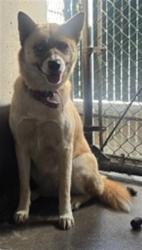 Shelter Stray Female Dog last seen , 333 Chandler Pl, San Bernardino, CA 92408, USA