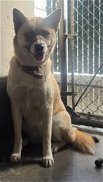 Shelter Stray Female Dog last seen , 333 Chandler Pl, San Bernardino, CA 92408, USA