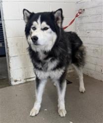 Shelter Stray Male Dog last seen , 333 Chandler Pl, San Bernardino, CA 92408, USA
