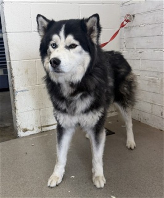 Shelter Stray Male Dog last seen , 333 Chandler Pl, San Bernardino, CA 92408, USA