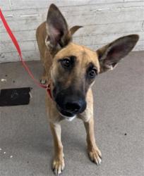 Shelter Stray Female Dog last seen INLAND CENTER MALL EXIT, 333 Chandler Pl, San Bernardino, CA 92408, USA