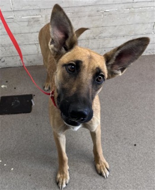 Shelter Stray Female Dog last seen INLAND CENTER MALL EXIT, 333 Chandler Pl, San Bernardino, CA 92408, USA