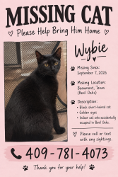 Lost Male Cat last seen Sweetgum rd, Bevil Oaks, TX 77713