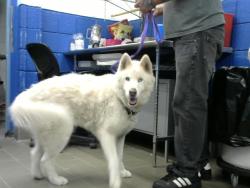 Shelter Stray Male Dog last seen Near BLOCK FLORIDA ST SE, 8920 Lomas Blvd NE, Albuquerque, NM 87112, USA