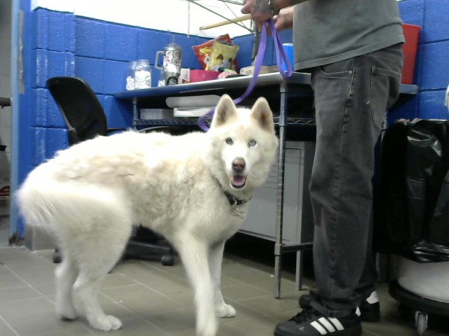 Shelter Stray Male Dog last seen Near BLOCK FLORIDA ST SE, 8920 Lomas Blvd NE, Albuquerque, NM 87112, USA