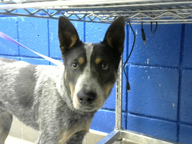 Shelter Stray Female Dog last seen ZUNI, 8920 Lomas Blvd NE, Albuquerque, NM 87112, USA