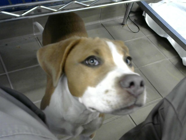 Shelter Stray Female Dog last seen 2ND & SILVER AVE SW, 8920 Lomas Blvd NE, Albuquerque, NM 87112, USA