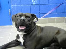 Shelter Stray Male Dog last seen MORNINGSIDE ELEMENTARY, 8920 Lomas Blvd NE, Albuquerque, NM 87112, USA