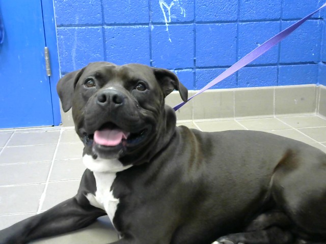 Shelter Stray Male Dog last seen MORNINGSIDE ELEMENTARY, 8920 Lomas Blvd NE, Albuquerque, NM 87112, USA