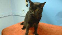 Shelter Stray Male Cat last seen , 216 W Victoria St, Gardena, CA 90248, USA